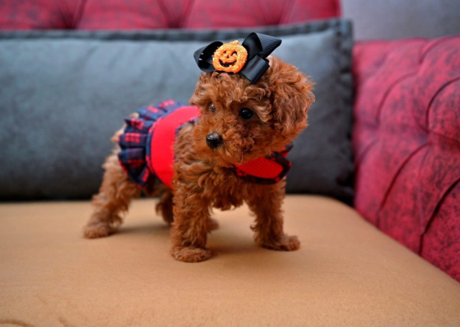 Korekan toy poodle yavrularımız